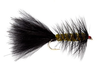 woolly worm
